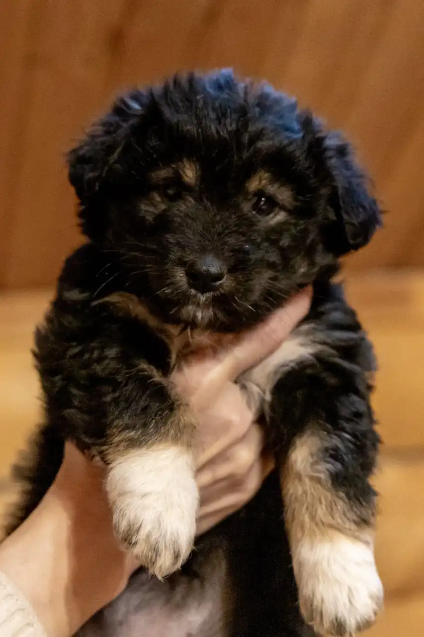 Щенок Таи для ответственной семьи - Собаки (Животные) в Москва