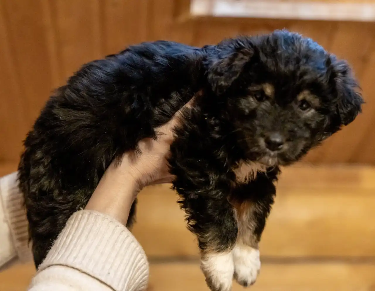 Щенок Таи для ответственной семьи - Собаки (Животные) в Москва