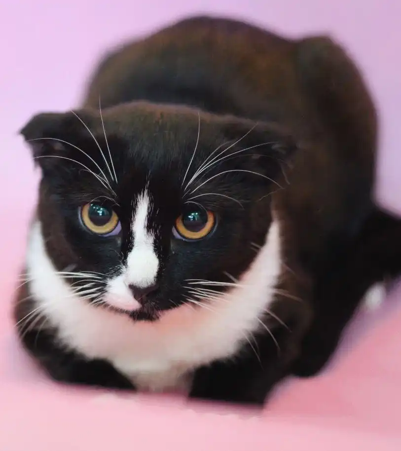 Котенок Сава и другие котята в Москве - Кошки (Животные) в Москва