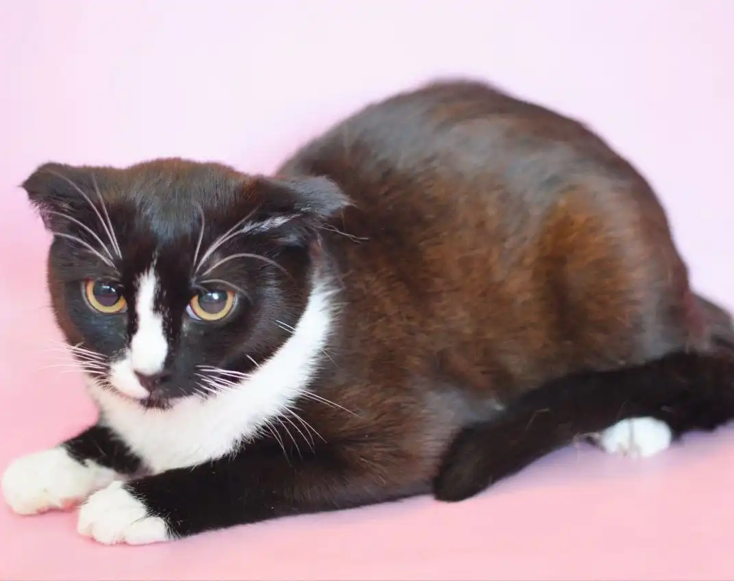 Котенок Сава и другие котята в Москве - Кошки (Животные) в Москва