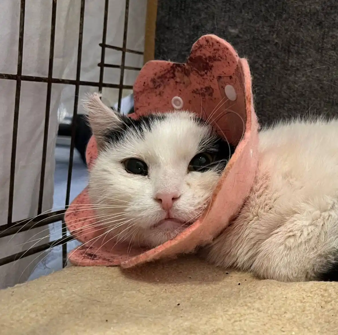 Срочно требуется помощь коту Графу с раком уха - Барахолка в Мытищи