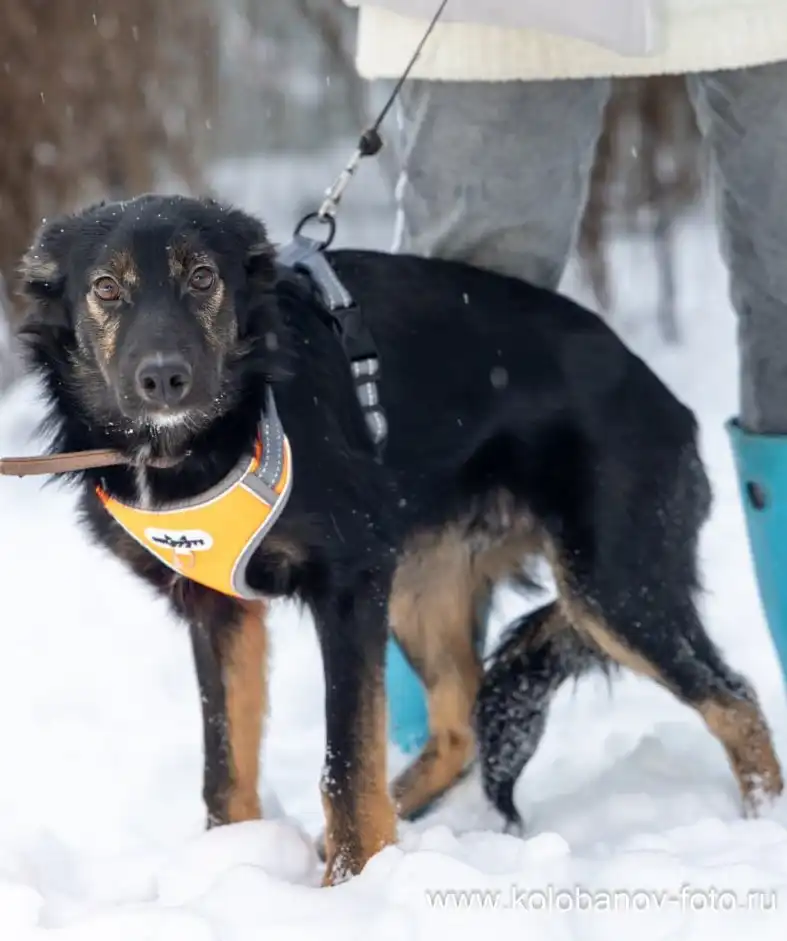 Щенок Цезарь ищет дом в Москве - Собаки (Животные) в Москва