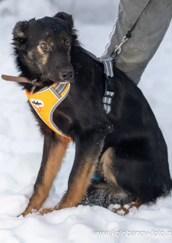 Щенок Цезарь ищет дом в Москве - Собаки (Животные) в Москва