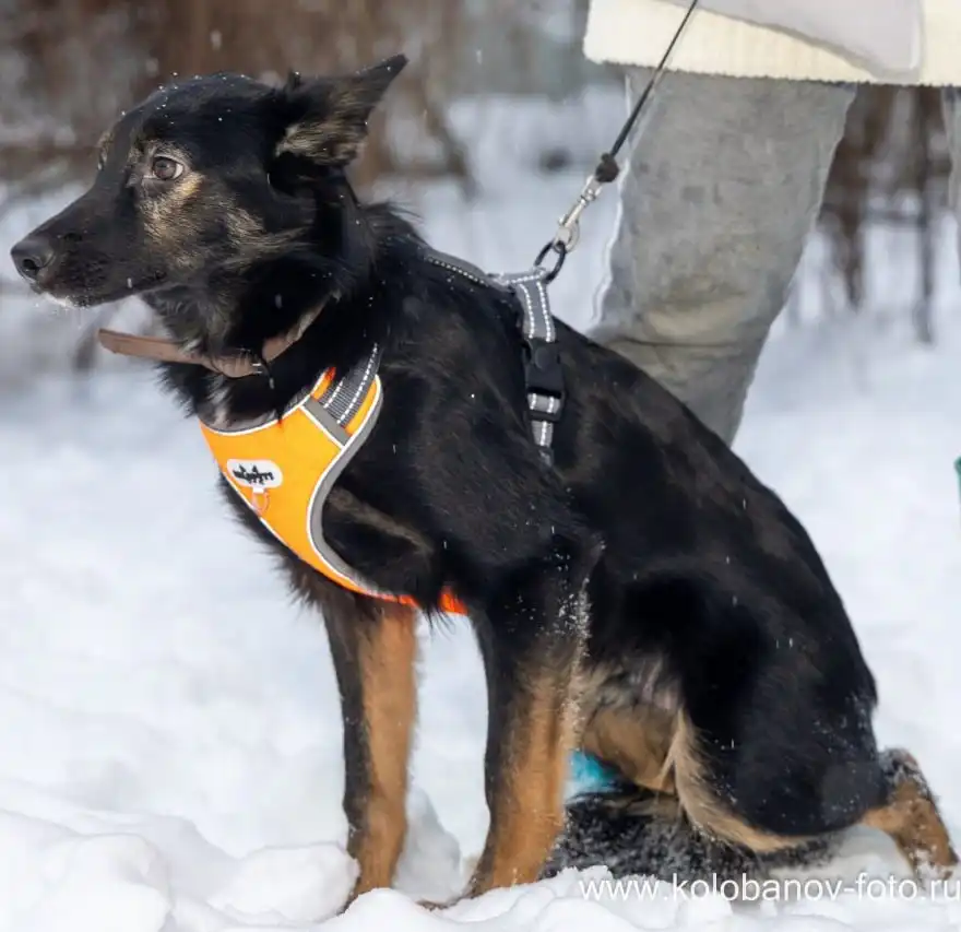 Щенок Цезарь ищет дом в Москве - Собаки (Животные) в Москва