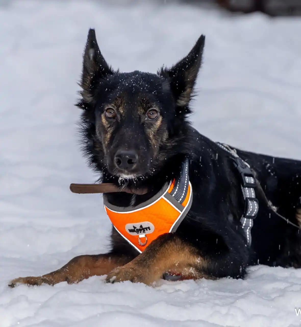Щенок Цезарь ищет дом в Москве - Собаки (Животные) в Москва