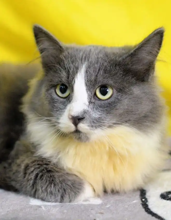 Ищем дом для котика Марсика и других котят разных окрасов и возрастов - Животные в Москва