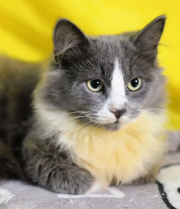 Ищем дом для котика Марсика и других котят разных окрасов и возрастов - Животные в Москва