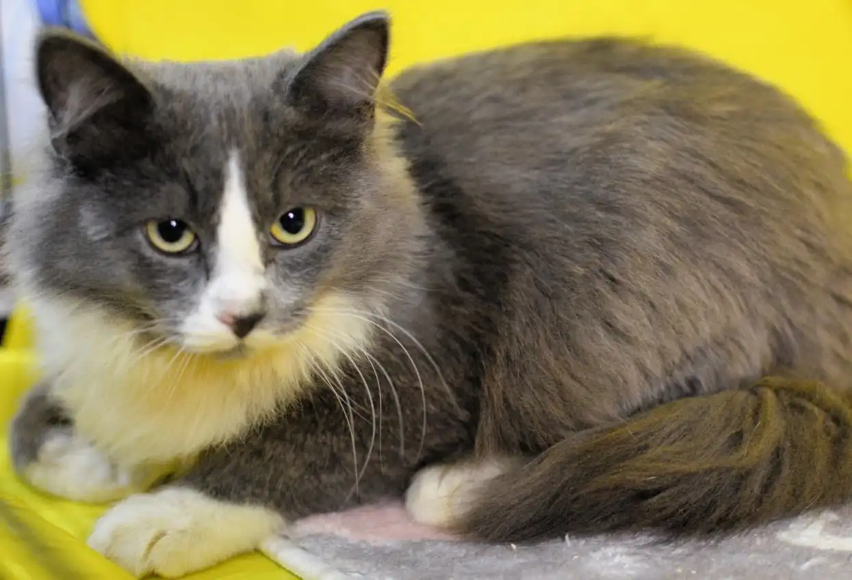 Ищем дом для котика Марсика и других котят разных окрасов и возрастов - Животные в Москва