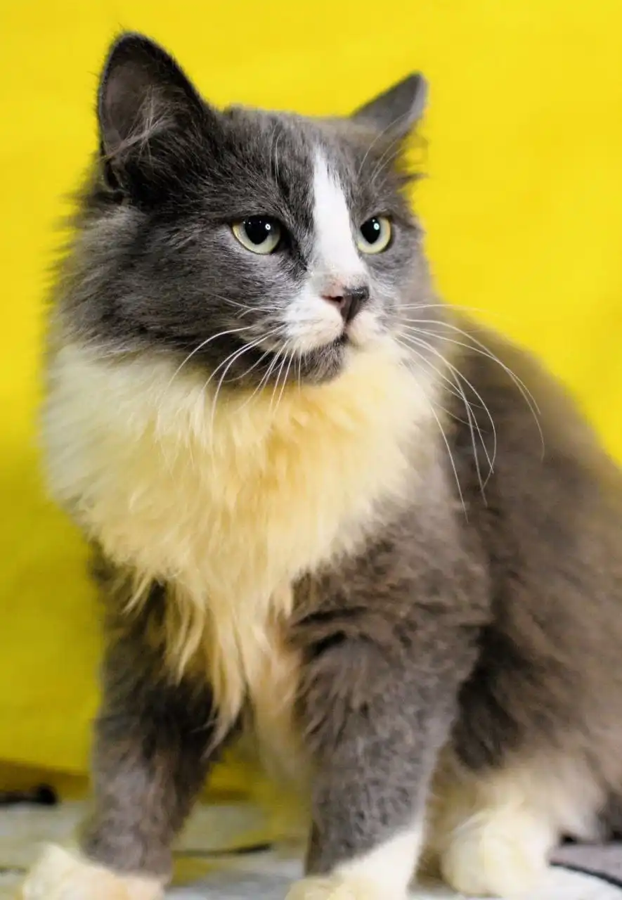 Ищем дом для котика Марсика и других котят разных окрасов и возрастов - Животные в Москва