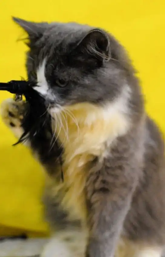 Ищем дом для котика Марсика и других котят разных окрасов и возрастов - Животные в Москва