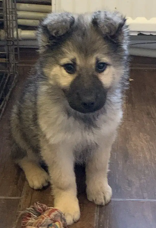 Срочное пристройство 6 щенков в Москве - Собаки (Животные) в Москва