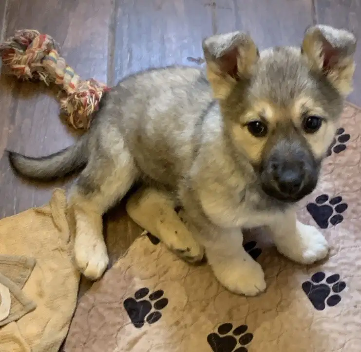 Срочное пристройство 6 щенков в Москве - Собаки (Животные) в Москва