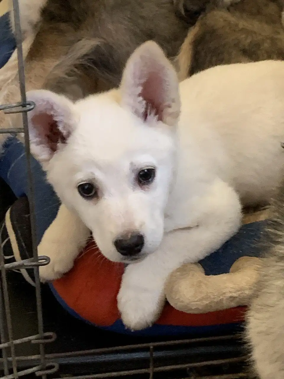 Срочное пристройство 6 щенков в Москве - Собаки (Животные) в Москва