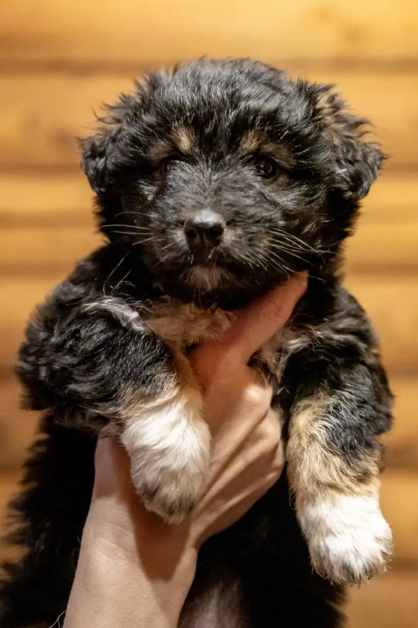 Срочное пристройство 6 щенков в Москве - Собаки (Животные) в Москва