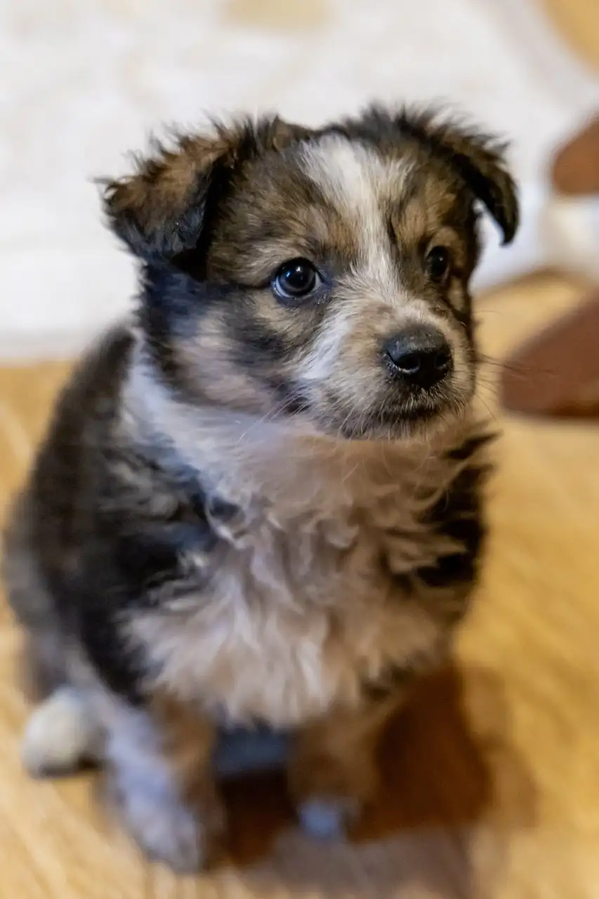 Срочное пристройство 6 щенков в Москве - Собаки (Животные) в Москва