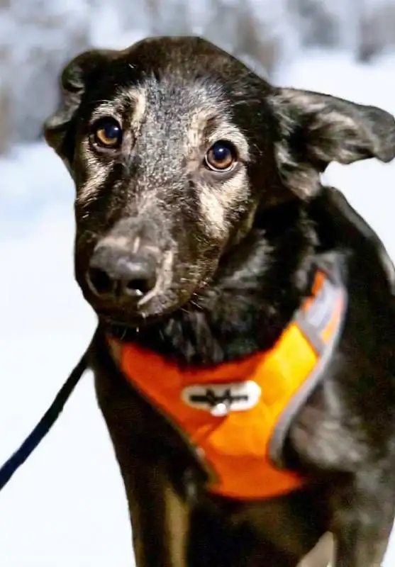 Трогательный малыш Гросс ищет дом в Москве - Собаки (Животные) в Москва