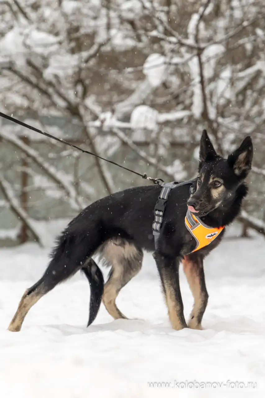 Трогательный малыш Гросс ищет дом в Москве - Собаки (Животные) в Москва
