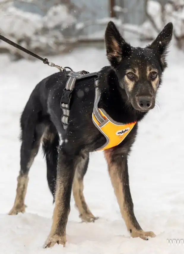 Трогательный малыш Гросс ищет дом в Москве - Собаки (Животные) в Москва