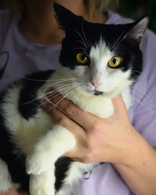 Пристройство кота Миши в Москве и МО - Животные в Москва