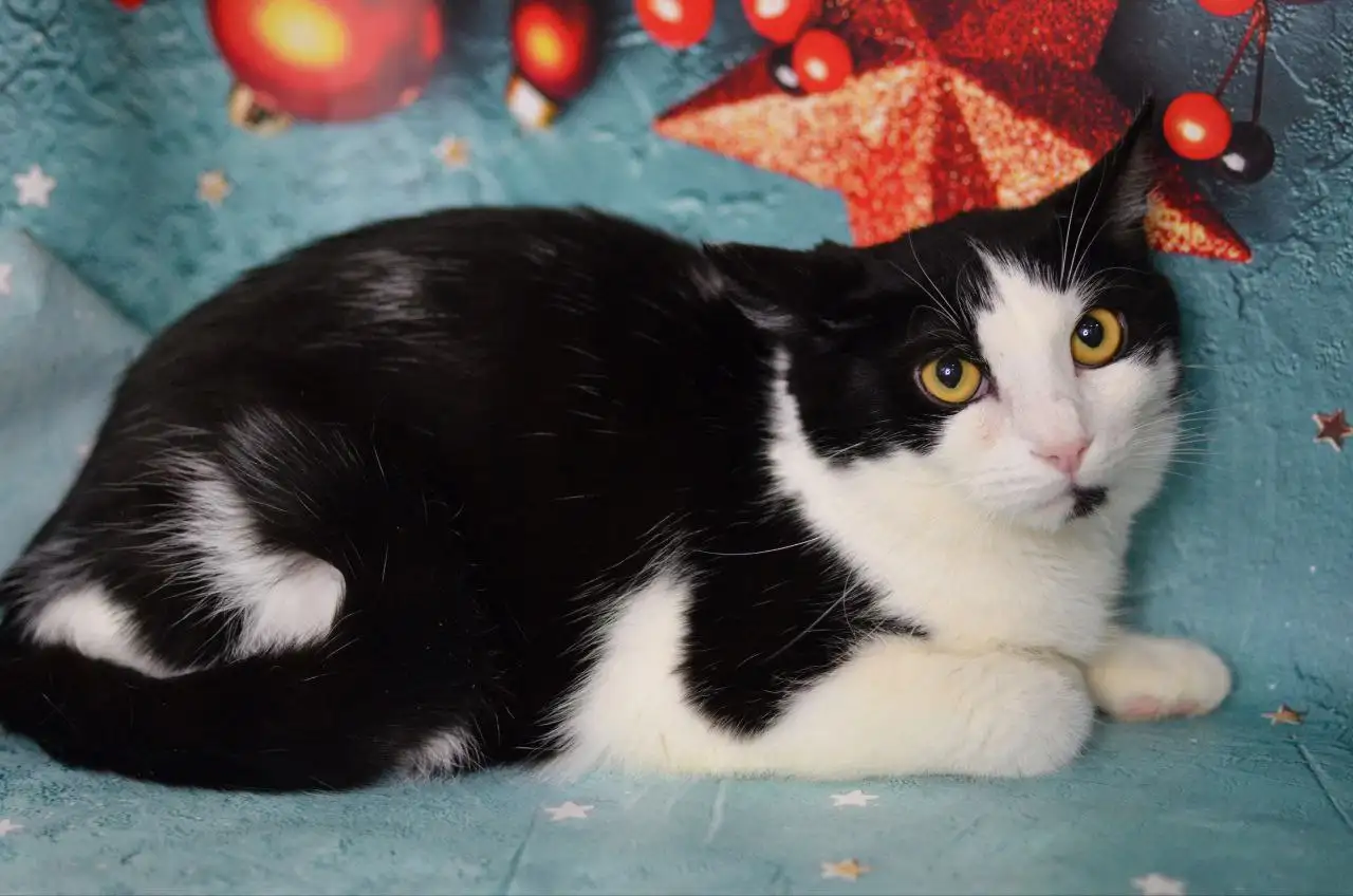 Пристройство кота Миши в Москве и МО - Кошки (Животные) в Москва