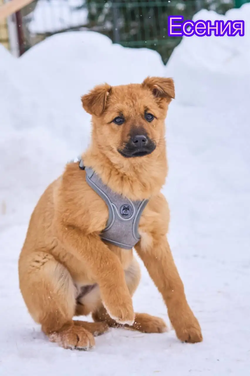 Щенки Адель и Есения ищут дом - Собаки (Животные) в Яхрома