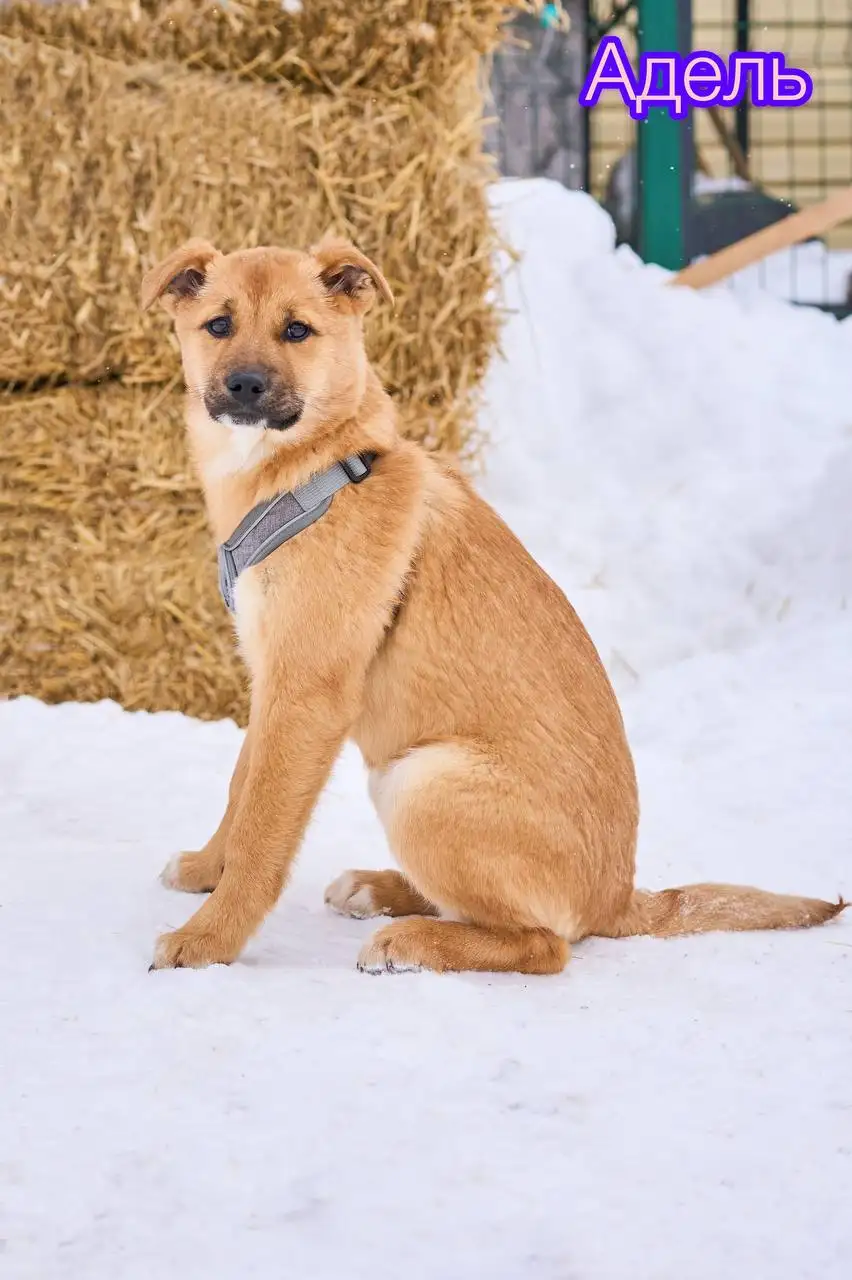 Щенки Адель и Есения ищут дом - Собаки (Животные) в Яхрома