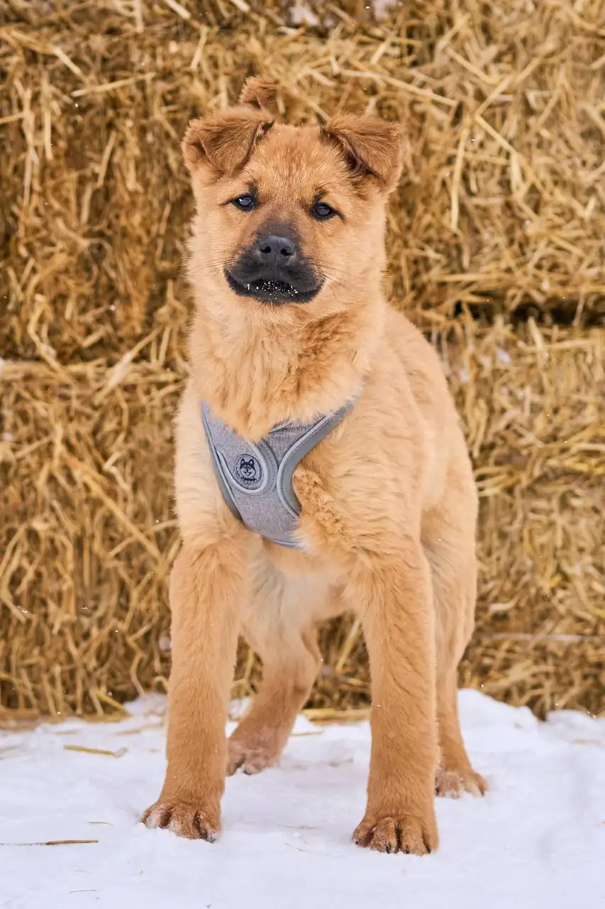 Щенки Адель и Есения ищут дом - Собаки (Животные) в Яхрома
