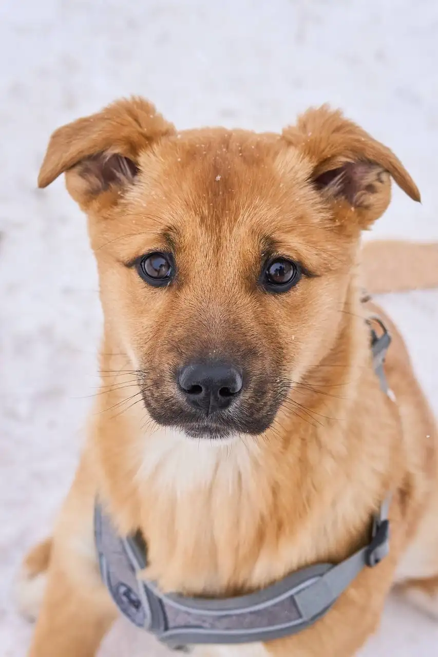 Щенки Адель и Есения ищут дом - Собаки (Животные) в Яхрома