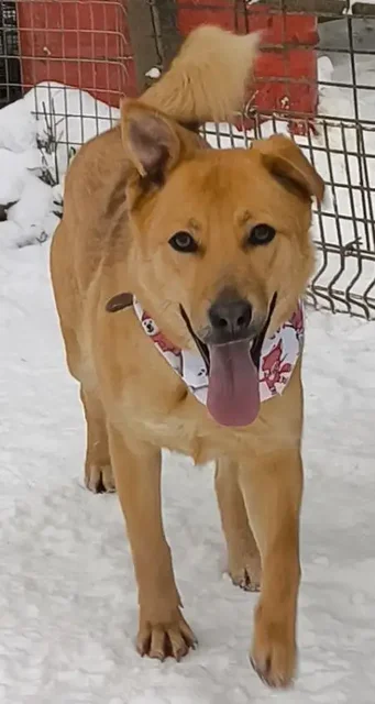 Энжи ищет дом - Животные в Мытищи