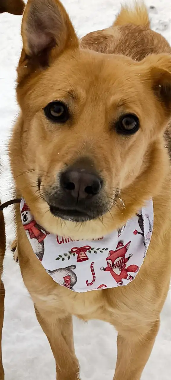 Энжи ищет дом - Собаки (Животные) в Мытищи