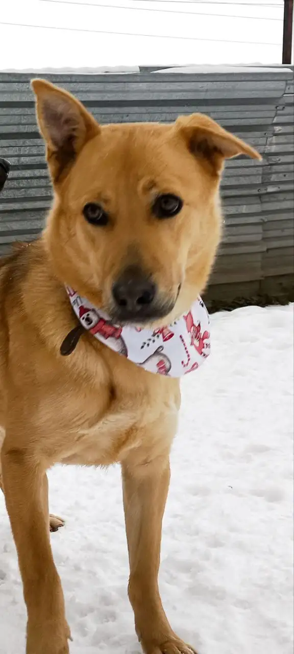 Энжи ищет дом - Собаки (Животные) в Мытищи