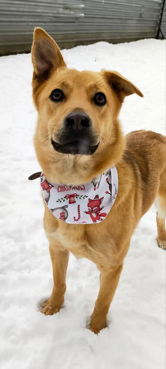 Энжи ищет дом - Собаки (Животные) в Мытищи