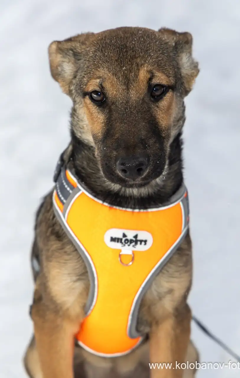 Щенок Грета ищет дом в Москве - Собаки (Животные) в Москва