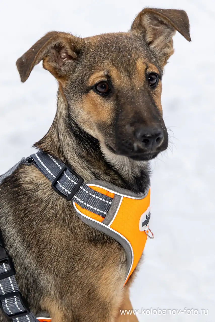 Щенок Грета ищет дом в Москве - Собаки (Животные) в Москва