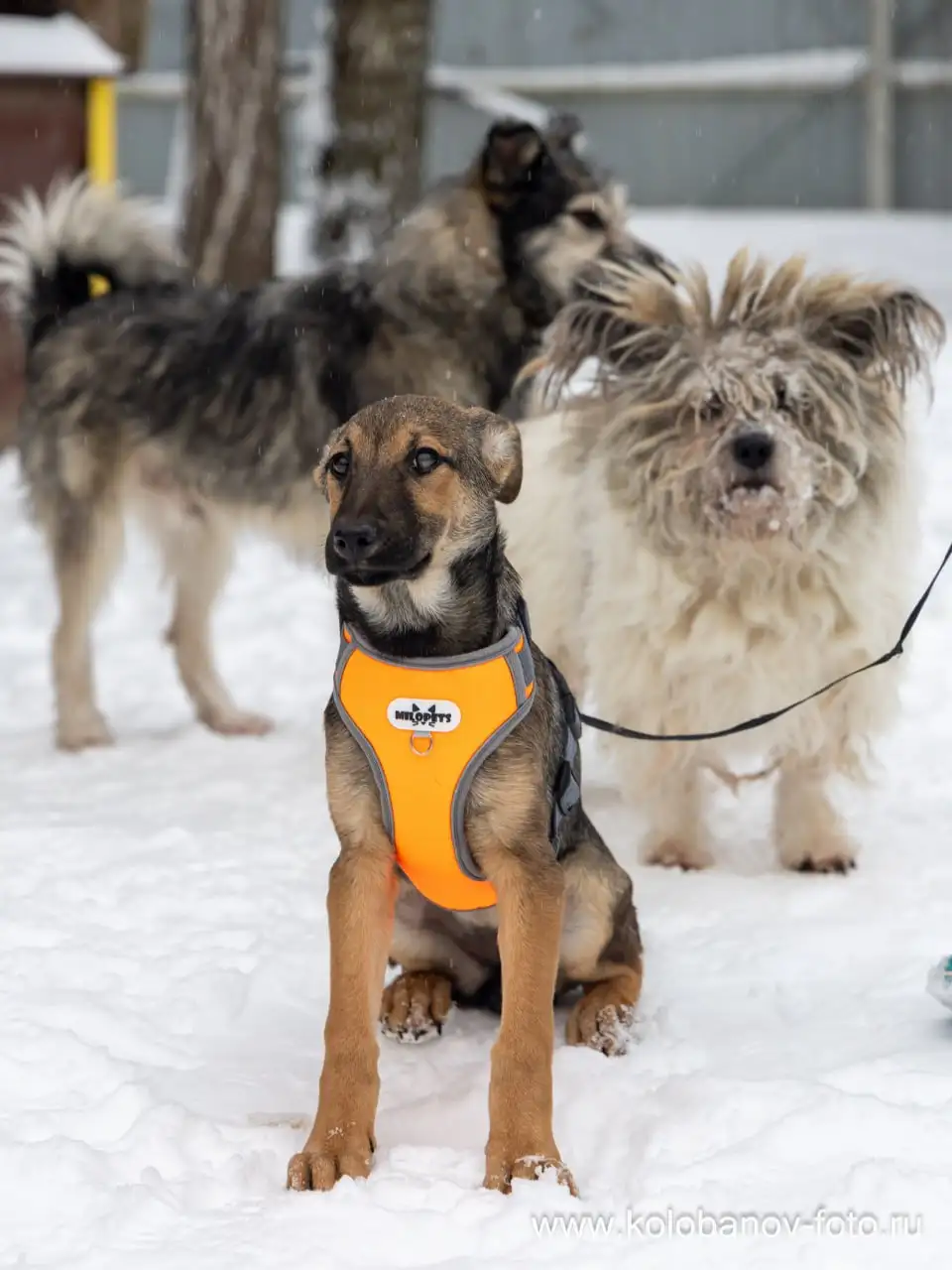 Щенок Грета ищет дом в Москве - Собаки (Животные) в Москва