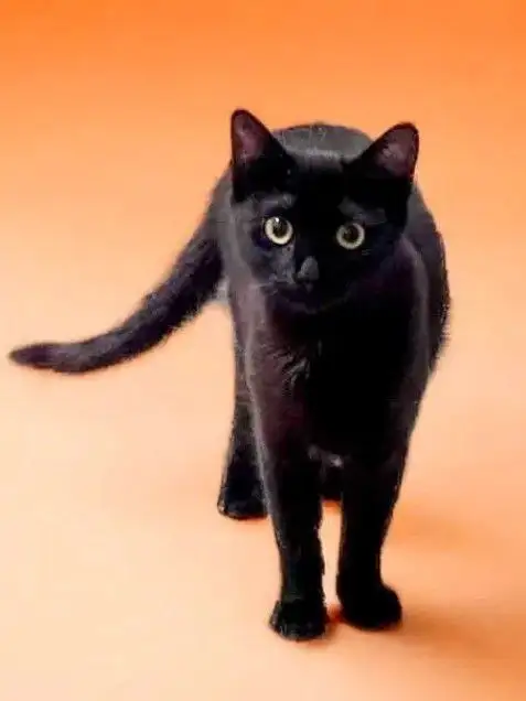 Ищет дом шикарная Багира - Кошки (Животные) в Мытищи