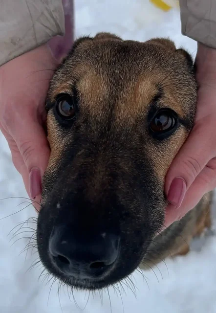 Щенки Бакс и Грета ищут дом в Москве - Аксессуары для животных в Москва