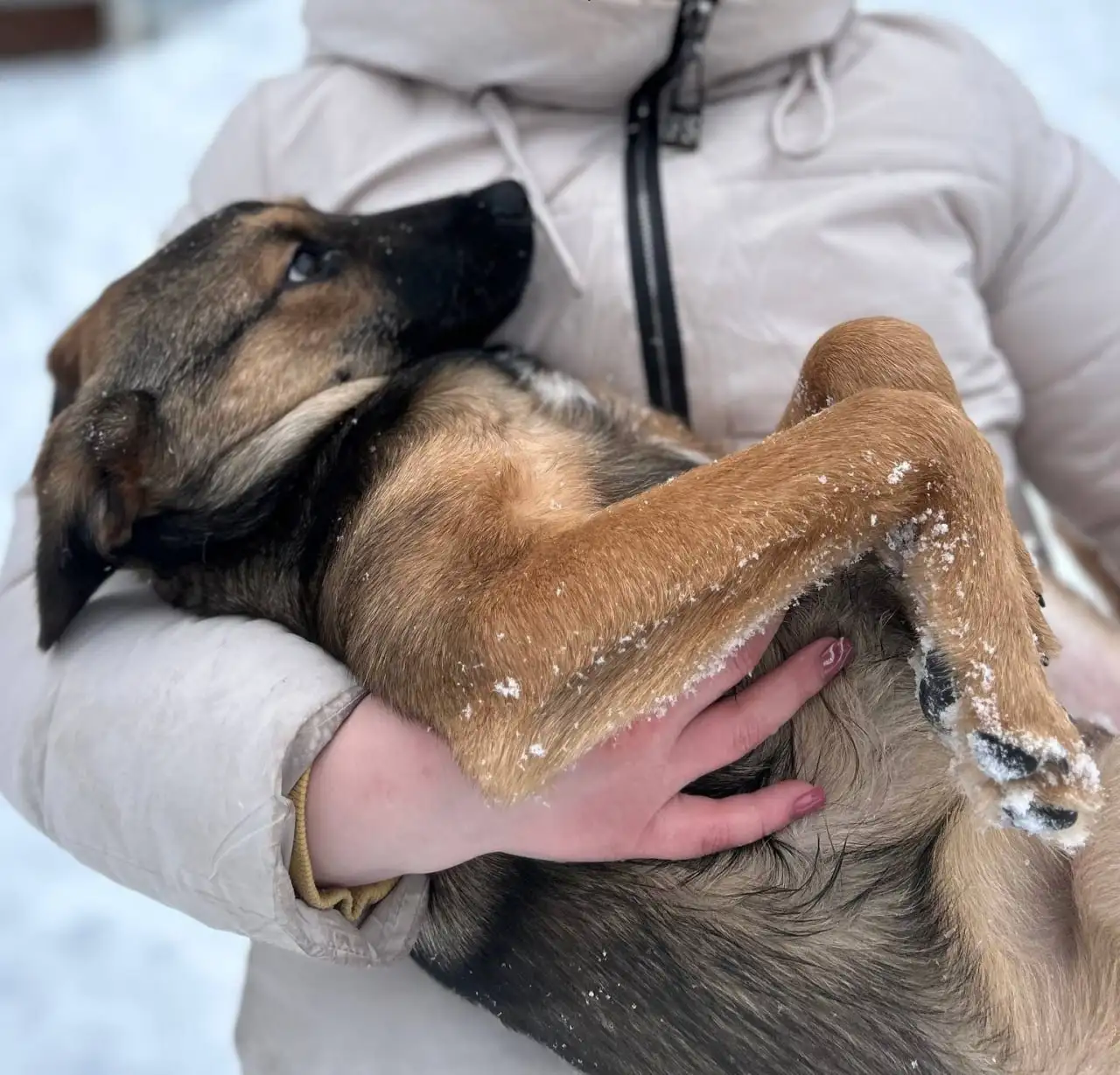 Щенки Бакс и Грета ищут дом в Москве - Собаки (Животные) в Москва