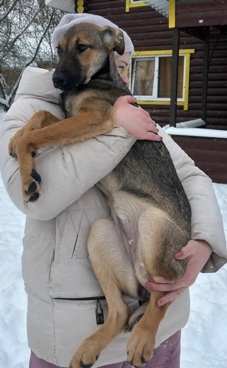 Щенки Бакс и Грета ищут дом в Москве - Собаки (Животные) в Москва
