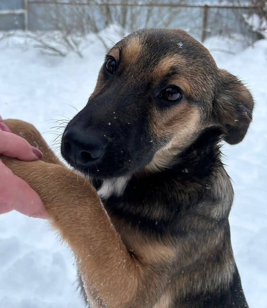 Щенки Бакс и Грета ищут дом в Москве - Собаки (Животные) в Москва