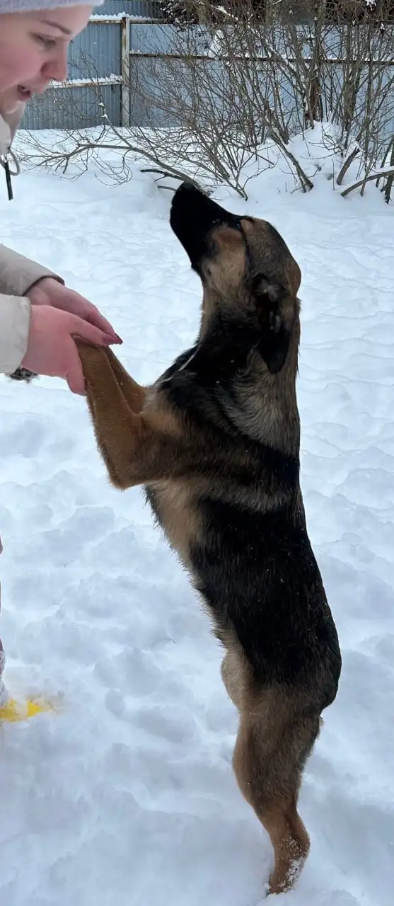 Щенки Бакс и Грета ищут дом в Москве - Собаки (Животные) в Москва