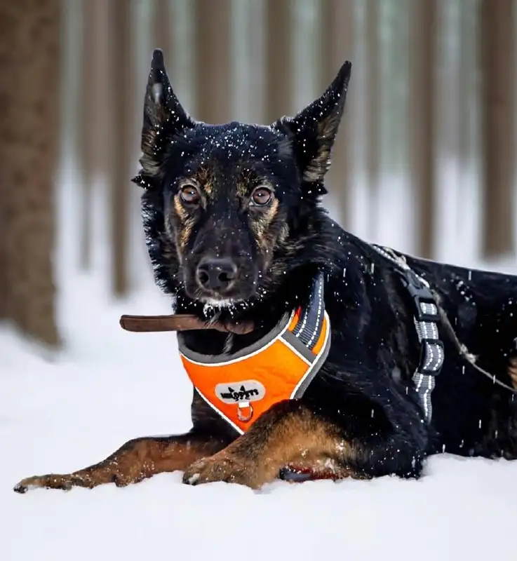 Трогательные малыши Джек и Гросс ищут дом - Собаки (Животные) в Москва