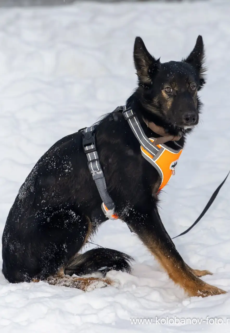 Трогательные малыши Джек и Гросс ищут дом - Собаки (Животные) в Москва
