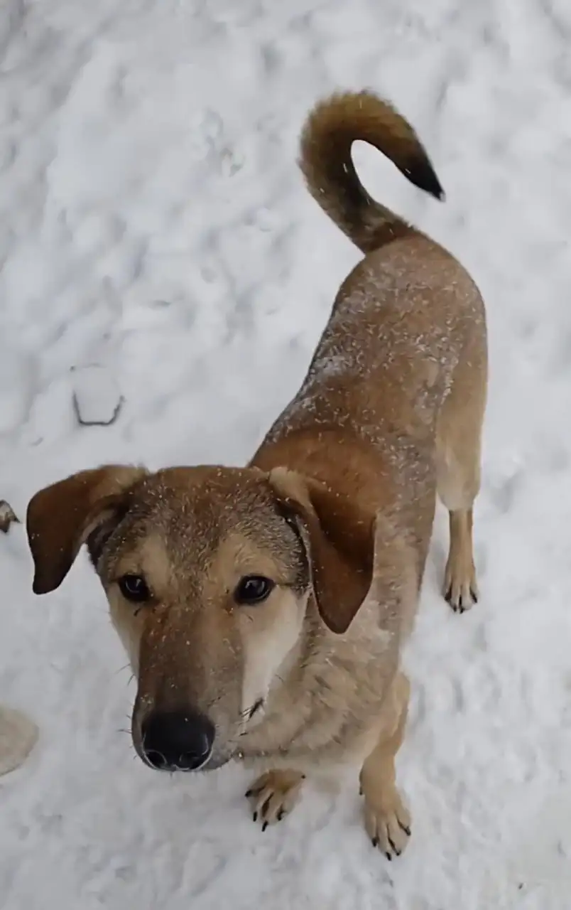 Марсель ищет любящую семью в Москве - Собаки (Животные) в Мытищи