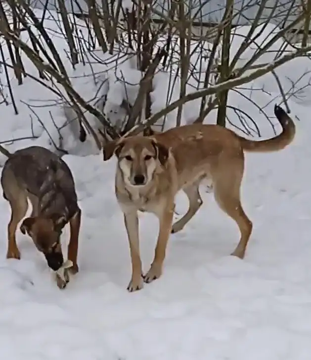 Марсель ищет любящую семью в Москве - Собаки (Животные) в Мытищи