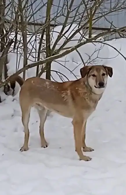 Марсель ищет любящую семью в Москве - Собаки (Животные) в Мытищи