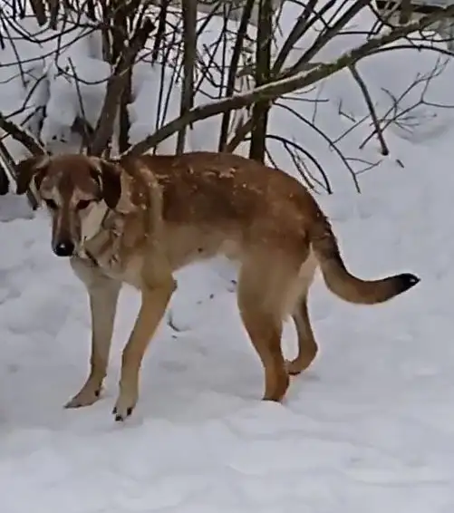 Марсель ищет любящую семью в Москве - Собаки (Животные) в Мытищи