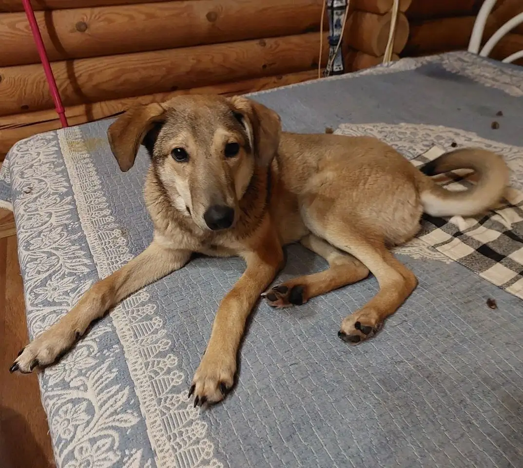 Марсель ищет любящую семью в Москве - Собаки (Животные) в Мытищи