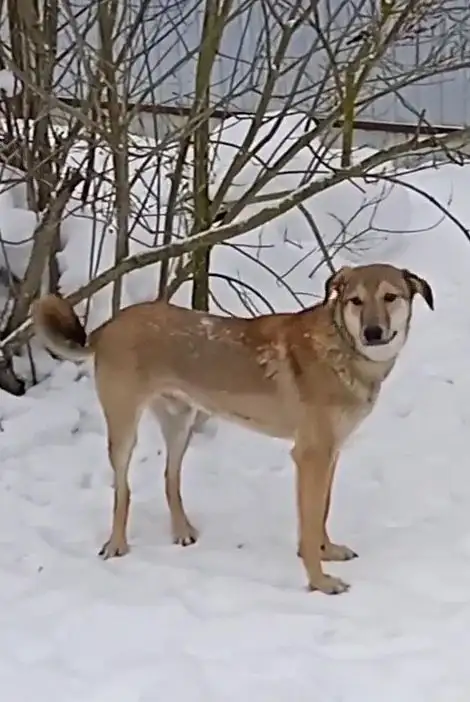 Марсель ищет любящую семью в Москве - Собаки (Животные) в Мытищи