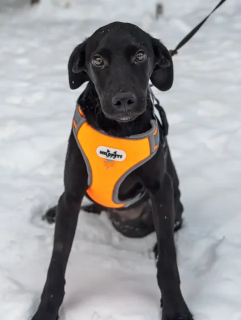 Щенок Лора в поиске дома - Собаки в Москва